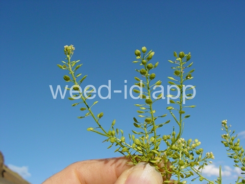 pepperweed, greenflower